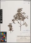 Foto von Salix eleagnos Scop.